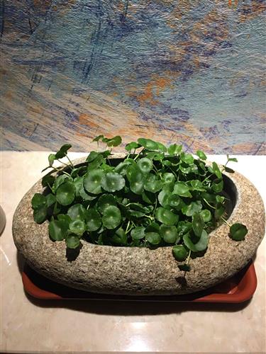 長春高新生長激素集采傳聞引發跌停，公司回應“市場預期但未獲信息”